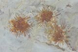 Fossil Leaf and Seed Pods From Montana - Paleocene #68280-1